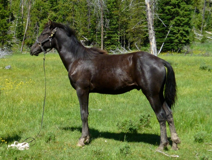 Black Horses - Wild Mountain Farms